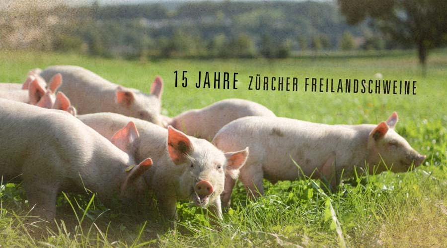 Freilandschweine aus der Region